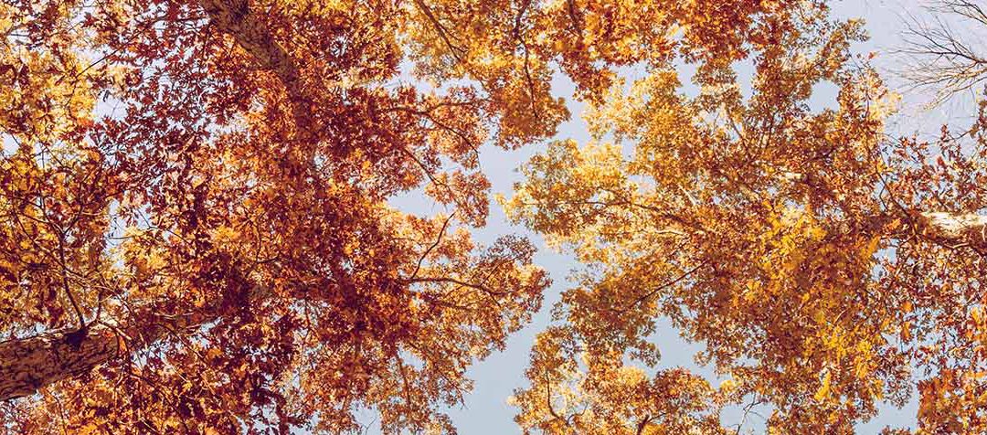 Autumn is Coming! Can You Expect Sales Growth?