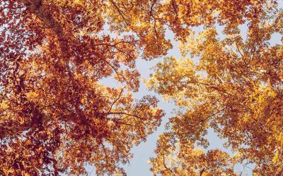 Autumn is Coming! Can You Expect Sales Growth?